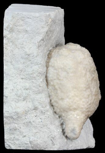 Cystoid (Holocystites) Fossil - Indiana #44608